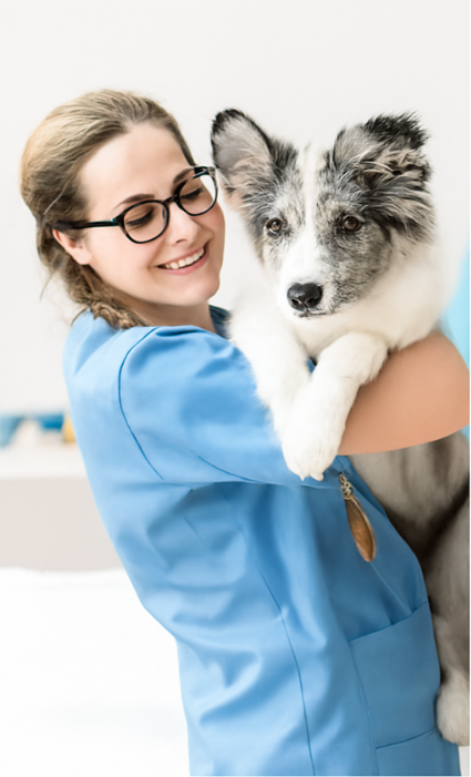 Vet holding dog